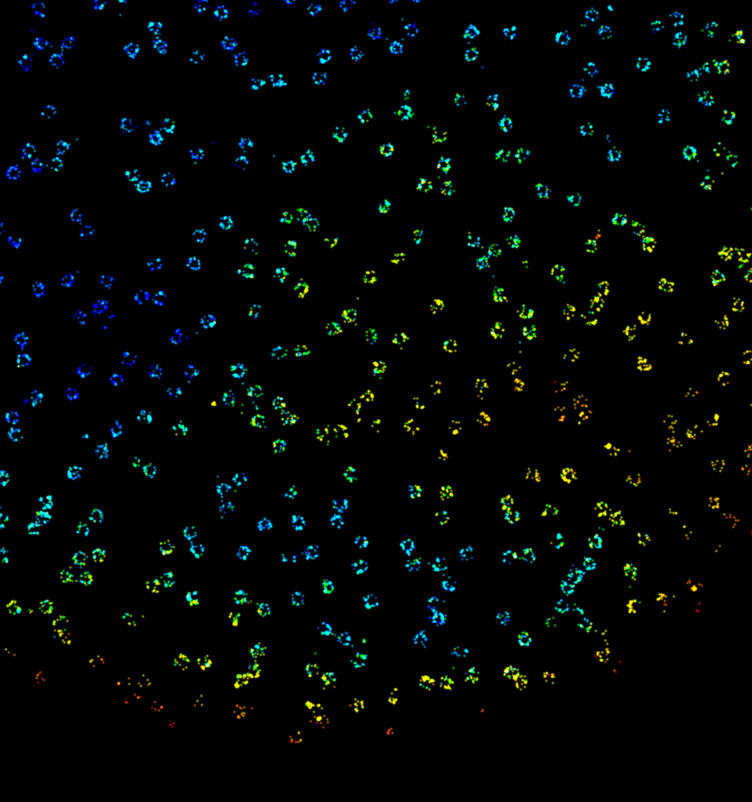 Nuclear pores in U2OS Cells